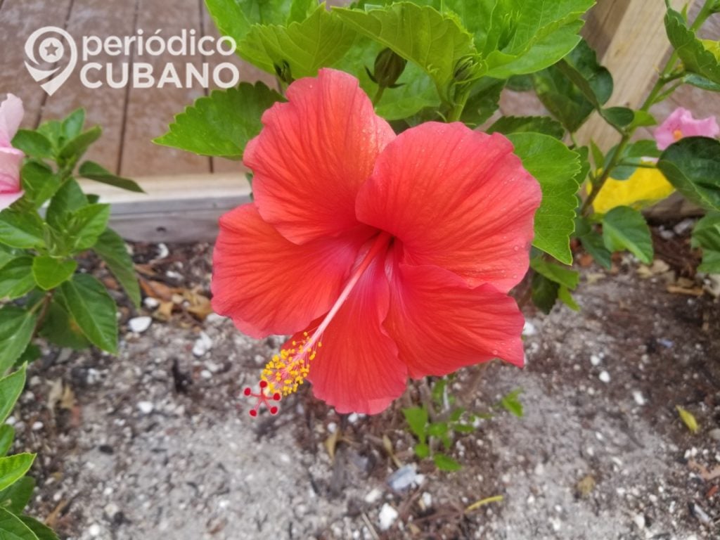 Prensa oficialista recomienda a los cubanos hacer la mermelada con la flor de marpacífico 