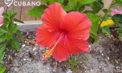 Prensa oficialista recomienda a los cubanos hacer la mermelada con la flor de marpacífico