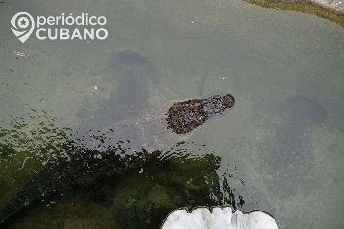 Trampero captura a un caimán cerca de una escuela del condado de Folk