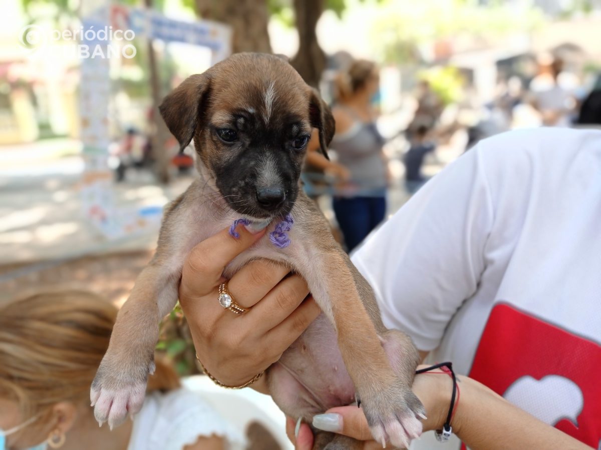 Ley de Bienestar Animal que a Cuba