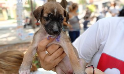 Ley de Bienestar Animal que a Cuba