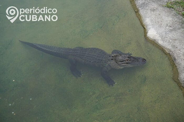 Caimán y tiburón toro son captados en “plena carrera”