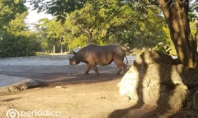 Conoce a la cría de rinoceronte que nació en el zoológico de Miami