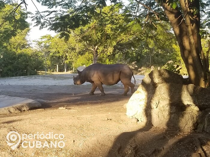 Conoce a la cría de rinoceronte que nació en el zoológico de Miami