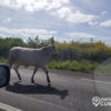 Ganado suelto vuelve a provocar otro accidente en una carretera de Cuba