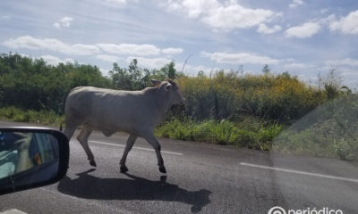 Ganado suelto vuelve a provocar otro accidente en una carretera de Cuba