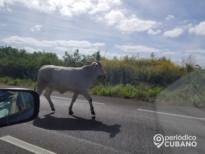 Ganado suelto vuelve a provocar otro accidente en una carretera de Cuba