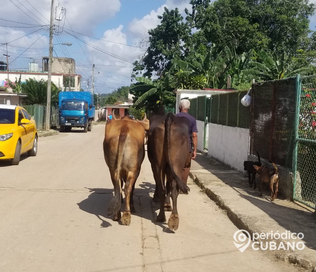Ganaderos cubanos producen menos leche debido a la Tarea Ordenamiento