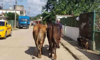 Ganaderos cubanos producen menos leche debido a la Tarea Ordenamiento