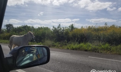 Patrulleros de la PNR no evitan la presencia de ganado en las carreteras