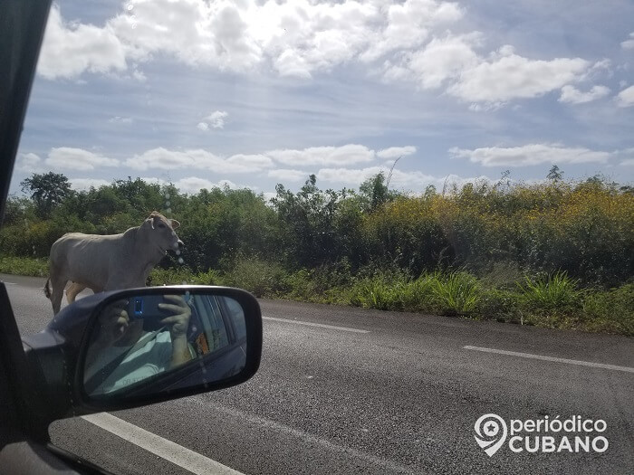 Patrulleros de la PNR no evitan la presencia de ganado en las carreteras