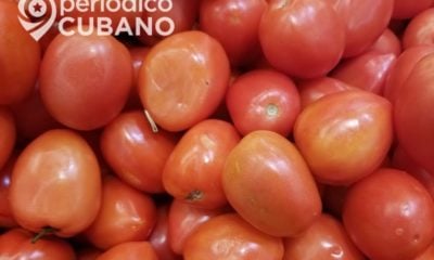 Periodista oficialista señala la disminución de producción de tomate en Ciego de Ávila