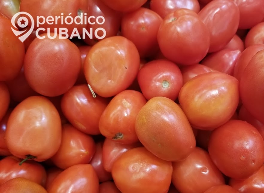 Periodista oficialista señala la disminución de producción de tomate en Ciego de Ávila