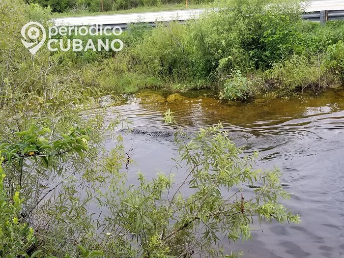 Alertan sobre el inicio de la temporada de apareamiento del cocodrilo americano en Florida