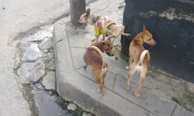 Cachorros de Rottweiler por solo 6.268 CUP lucrativo negocio del Gobierno cubano