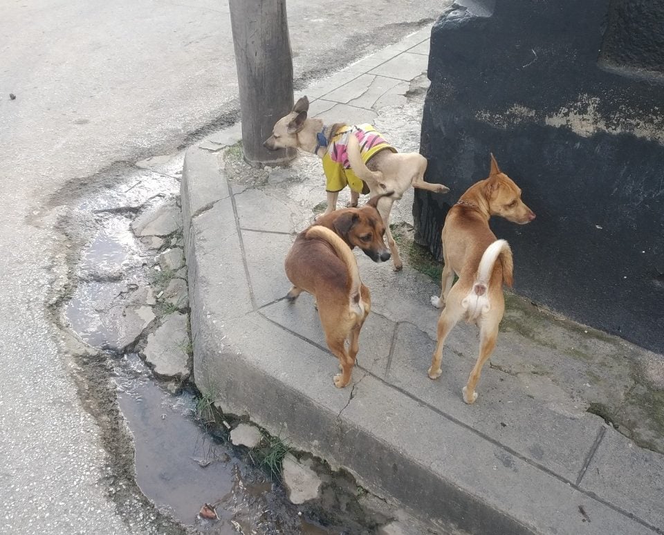 Cachorros de Rottweiler por solo 6.268 CUP lucrativo negocio del Gobierno cubano