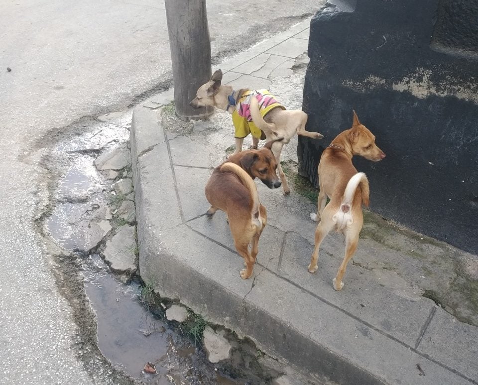 Cachorros de Rottweiler por solo 6.268 CUP lucrativo negocio del Gobierno cubano 