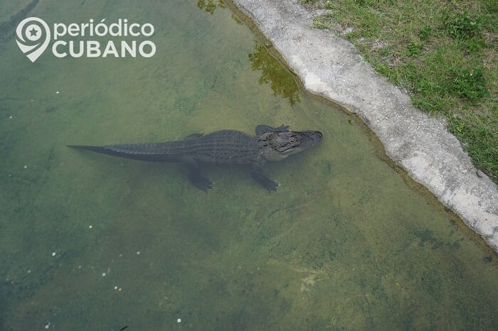 Capturan a un caimán que estaba deambulando en calles de Coral Gables