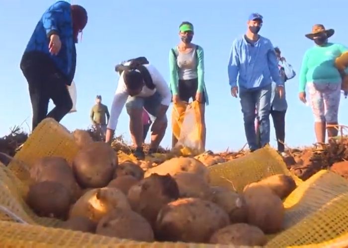 Esclavitud la vida de cubanos trabajan recogida de papas Cienfuegos