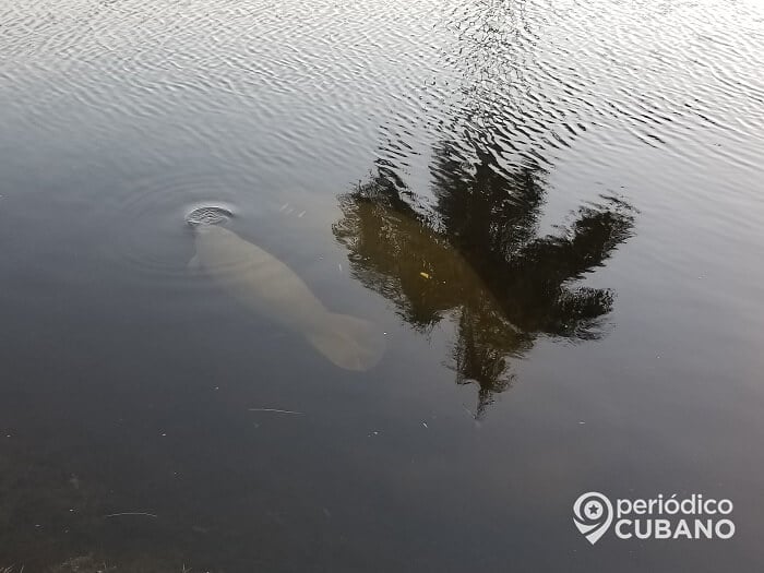 They will implement a plan to prevent the death of manatees in Miami-Dade