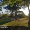 Zoológico de Miami tiene nuevas crías de jirafas