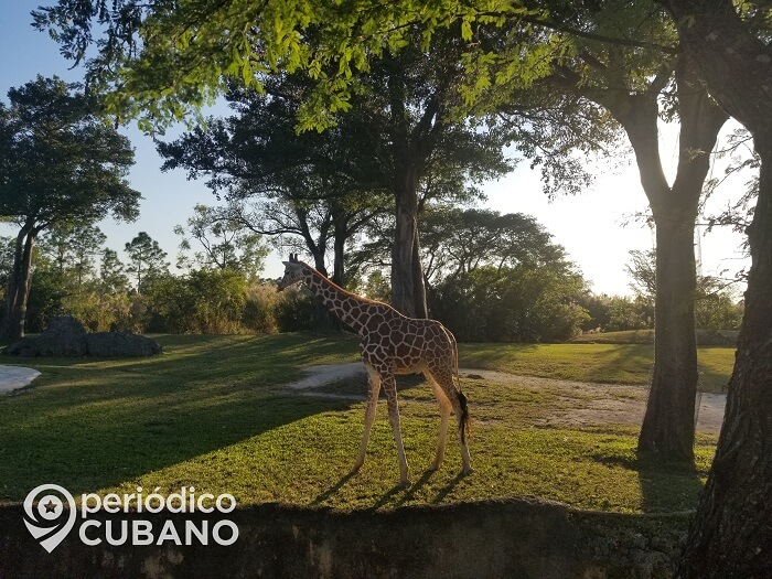 Zoológico de Miami tiene nuevas crías de jirafas