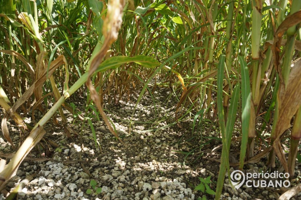 Desaparecerán 27 entidades de la agricultura en Sancti Spíritus por ineficientes