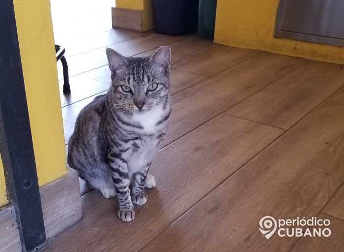 En este país vacunan a las mascotas contra Covid-19