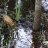 Joven pescador es perseguido por un caimán en los Everglades