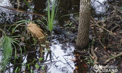 Joven pescador es perseguido por un caimán en los Everglades