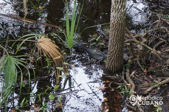 Joven pescador es perseguido por un caimán en los Everglades