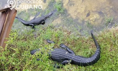 Maltrato animal: Encuentran a un cocodrilo de Florida amarrado con cinta adhesiva