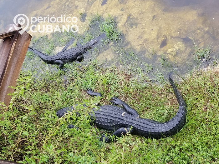 Maltrato animal: Encuentran a un cocodrilo de Florida con el hocico amarrado con cinta adhesiva