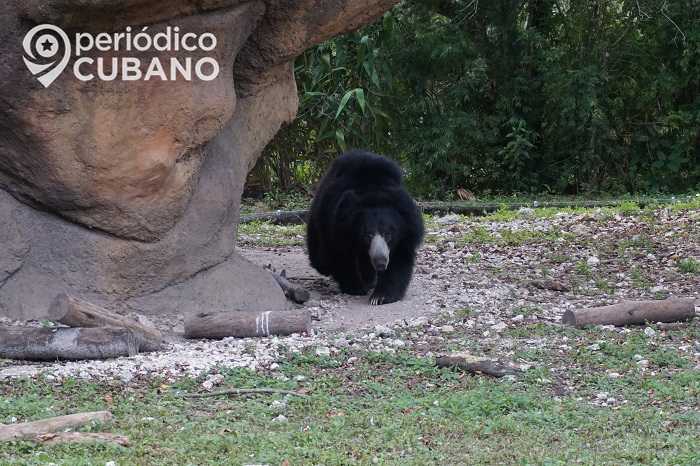 ¿Vas a acampar en Ocala? Esto tienes que hacer si ves a un oso