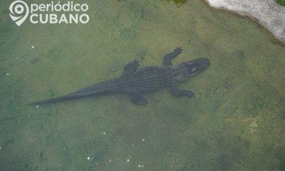 Caimán muerde a hombre que chapoteaba en un estanque. (Imagen de referencia: Periódico Cubano).