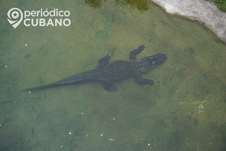 Caimán muerde a hombre que chapoteaba en un estanque. (Imagen de referencia: Periódico Cubano).