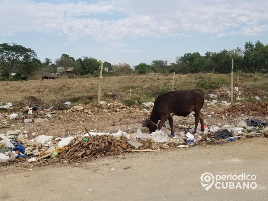 Dejan de producir medio millón de litros de leche por culpa del ordenamiento