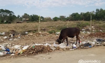 Dejan de producir medio millón de litros de leche por culpa del ordenamiento