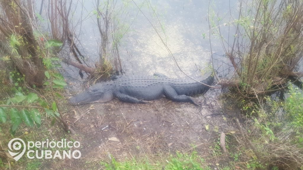 La caza furtiva para el consumo de carne afecta la población de especies de la fauna cubana