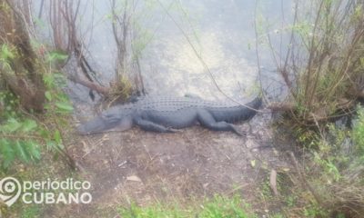 La caza furtiva para el consumo de carne afecta la población de especies de la fauna cubana