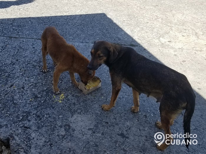 Cerrada la clínica veterinaria más importante de La Habana