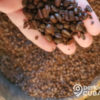 Cuba producirá café en el llano con “tecnología vietnamita”