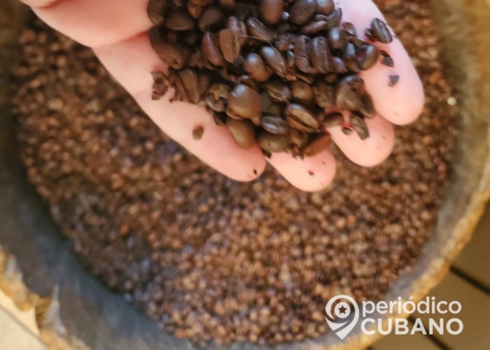 Cuba producirá café en el llano con “tecnología vietnamita”