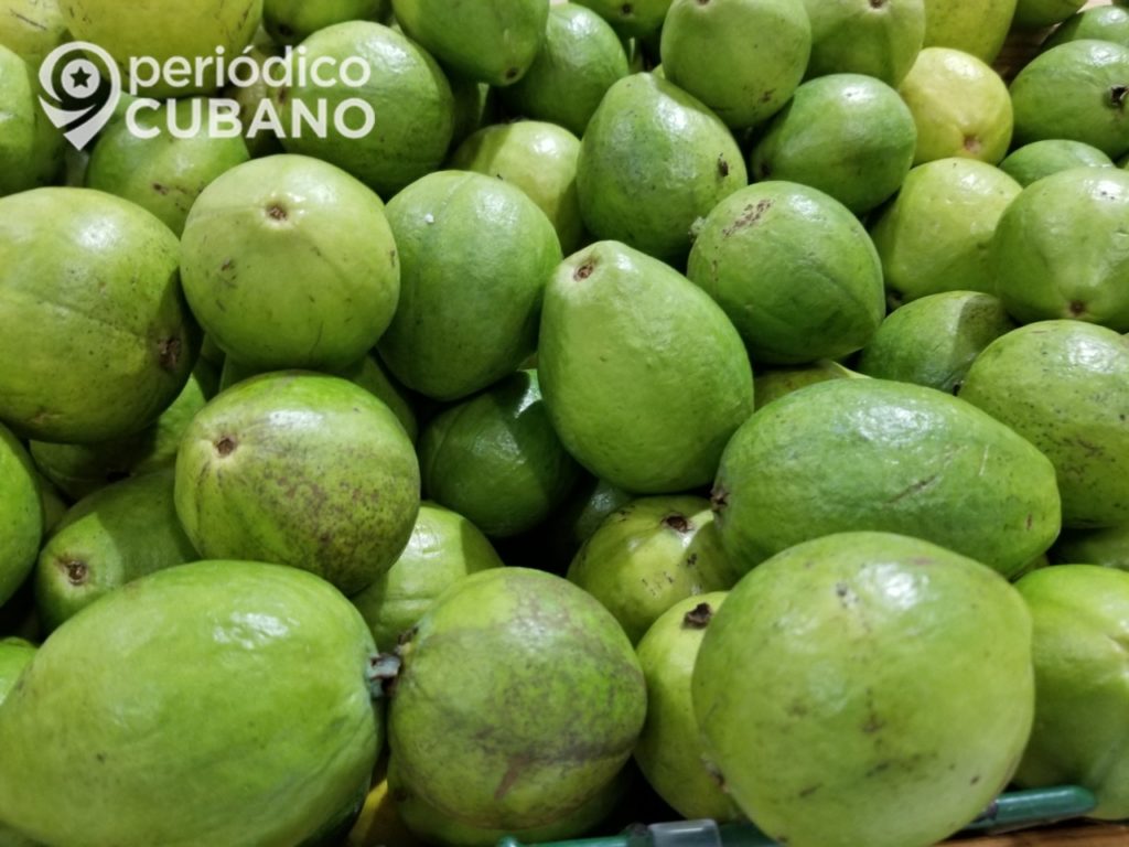 Prensa oficialista recomienda el té de hojas de guayaba como remedio para el COVID-19