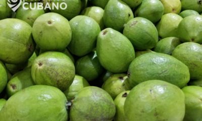 Prensa oficialista recomienda el té de hojas de guayaba como remedio para el COVID-19