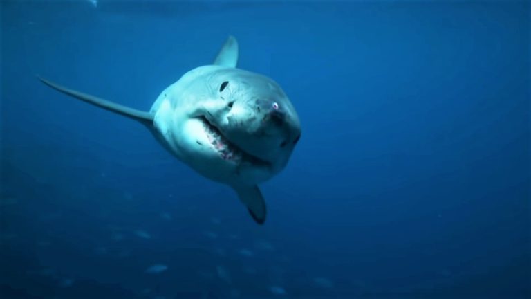 Tiburón Blanco