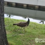 Canal de Hialeah es un foco de infección por la abundante basura