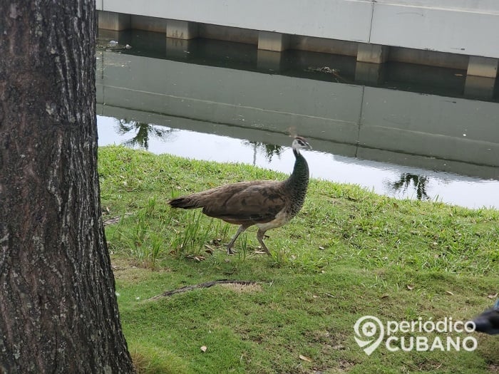 Canal de Hialeah es un foco de infección por la abundante basura