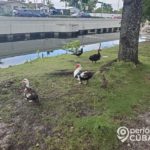 Canal de Hialeah es un foco de infección por la abundante basura