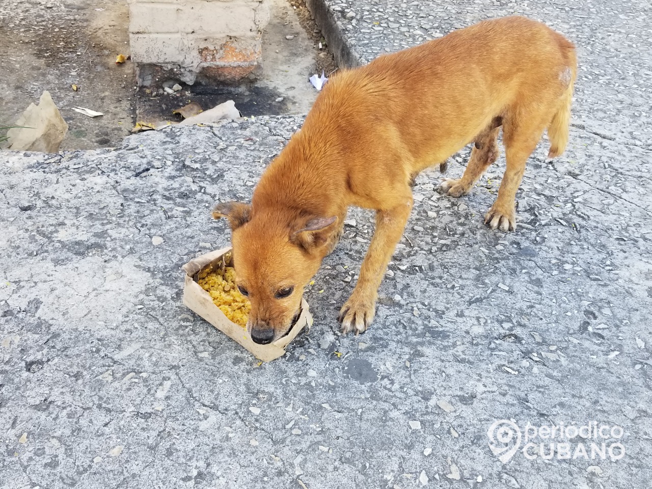 Noticias de Cuba más leídas: Residentes en Matanzas temen que la carne de perro esté siendo ofertada en el mercado informal o en centros gastronómicos. (Foto: Periódico Cubano)